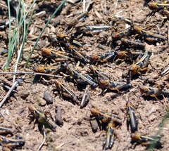 Dociostaurus maroccanus