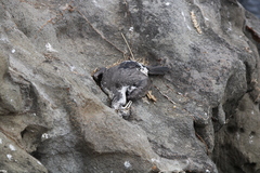 Phalacrocorax punctatus