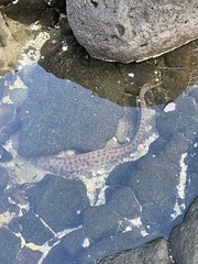 Gymnothorax pictus