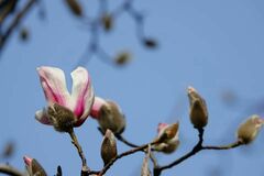 Magnolia biondii