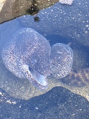 Gymnothorax pictus