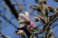 Magnolia biondii