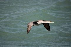 Phalacrocorax punctatus