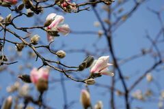 Magnolia biondii