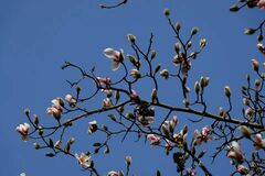Magnolia biondii