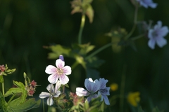 Geranium krylovii