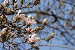 Magnolia biondii