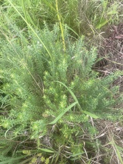 Helichrysum kraussii