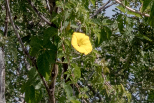 Yellow Morning Glory