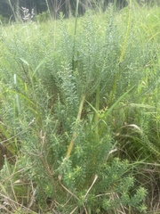 Helichrysum kraussii
