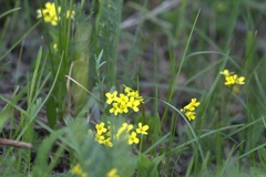 Draba sibirica