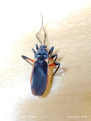 Ectrychotes andreae