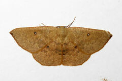 Cyclophora puppillaria