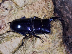 Serrognathus titanus palawanicus