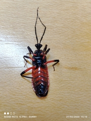 Ectrychotes andreae