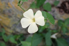 Thunbergia neglecta