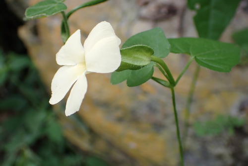 Image of Thunbergia neglecta by no rights reserved