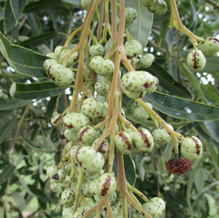 Ozoroa paniculosa