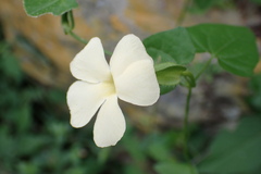 Thunbergia neglecta