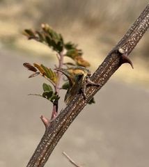 Umbonia crassicornis