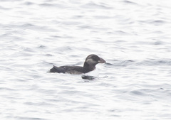 Fratercula corniculata