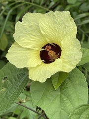 Abelmoschus esculentus