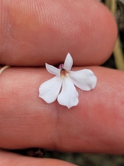 Lobelia linnaeoides