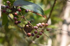Smilax china