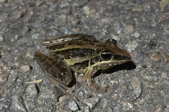 Litoria nasuta