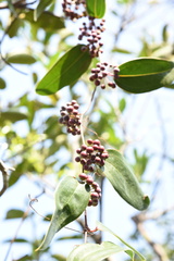 Smilax china