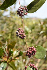 Smilax china