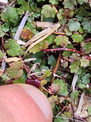 Lobelia linnaeoides