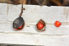 Ormosia semicastrata