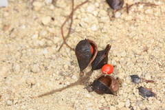 Ormosia semicastrata