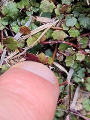 Lobelia linnaeoides