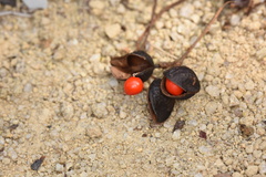 Ormosia semicastrata