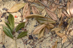 Ormosia semicastrata