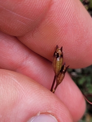 Lobelia linnaeoides
