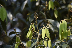 Ormosia semicastrata