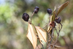 Ormosia semicastrata