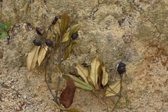 Ormosia semicastrata