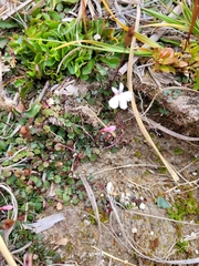Lobelia linnaeoides