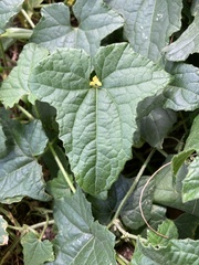 Cucumis maderaspatanus