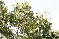 Ormosia semicastrata
