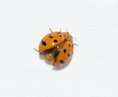 Harmonia octomaculata