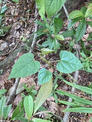 Cissus repens