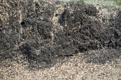 Dociostaurus maroccanus