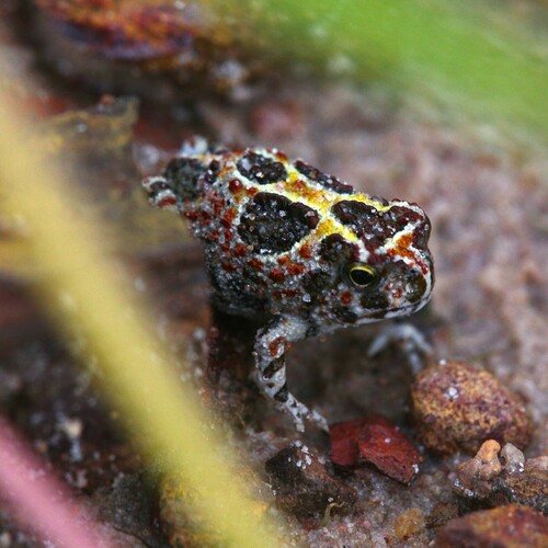 Northern Spadefoot Frog, Notaden melanoscaphus