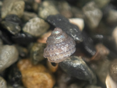 Lirularia lirulata