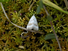 Nola aerugula